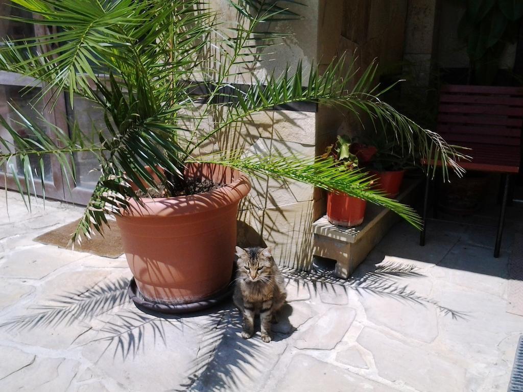 Guest House Yanina Varna Exterior photo